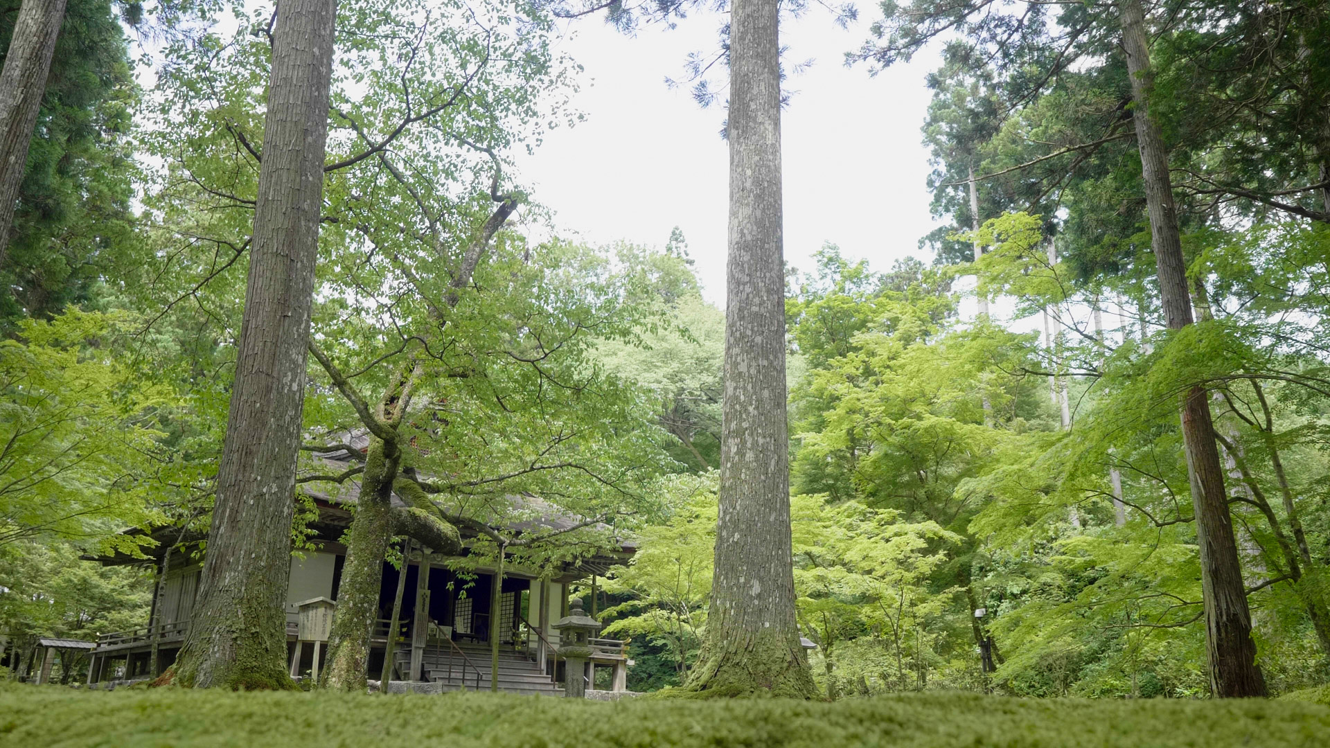 京都・大原 三千院 / 青もみじや苔の絨毯など緑あふれる寺院